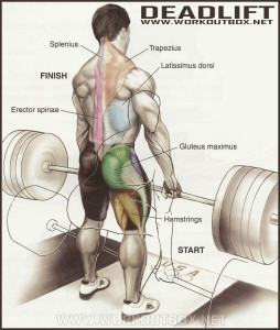 How to Deadlift: The Definitive Guide to Proper Deadlift Form | Fitness
