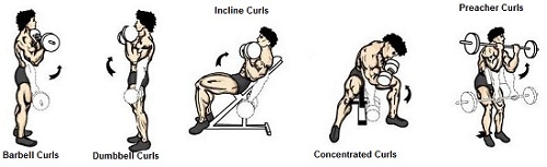 Biceps workout training for workout at home biceps curls incline curls preacher curls concetrated dumbbell barbell personal trainor online