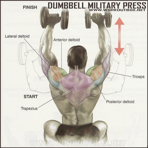 Dumbbell Military Press