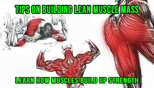 Tips On Building Lean Muscle Mass