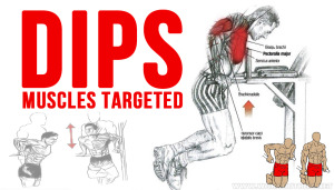 Dips Muscles Targeted
