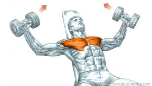 Chest Exercise Incline Dumbble Fly