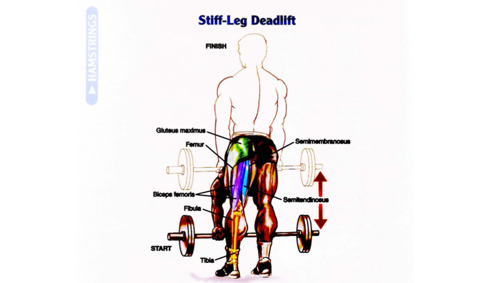 How To StiffLeg Deadlift Fitness Workouts & Exercises
