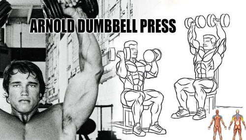 ARNOLD CONCENTRATION CURLS