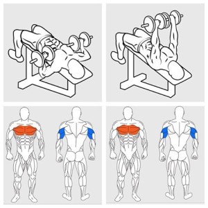 Dumbbell Incline Bench Press Chest Workout