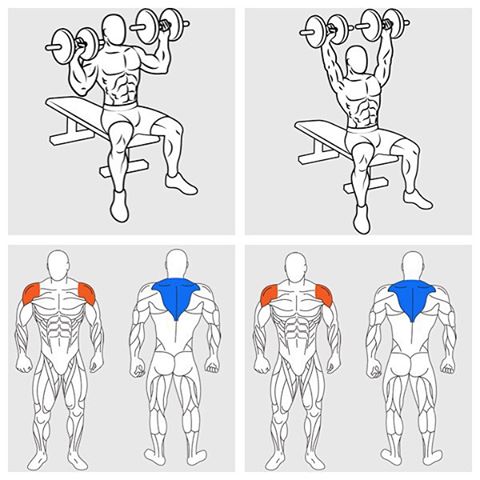 Dumbbell Shoulder Press Shoulder Workout