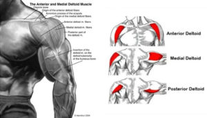 All About Deltoid Anatomy