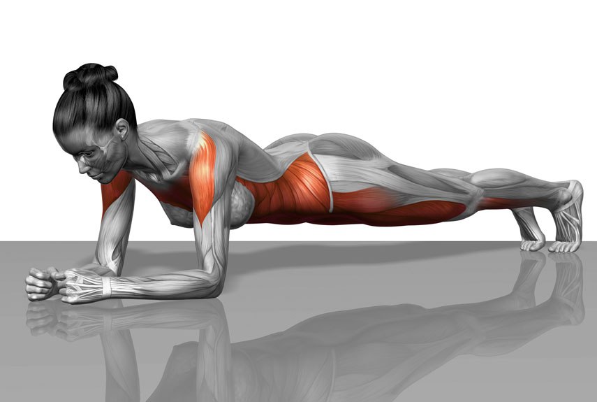 plank-muscles-worked
