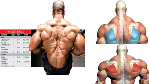 Muscle Guide: Basic Back Workouts For Mass
