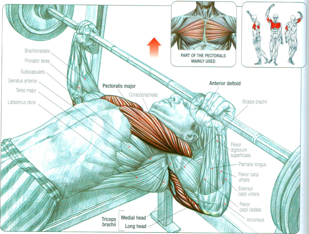 anatomybenchpress Fitness Workouts & Exercises