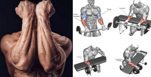 Build Powerful Forearms – The Top 5 Exercises For Massive Forearms