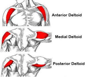 Deltoid’s Anatomy