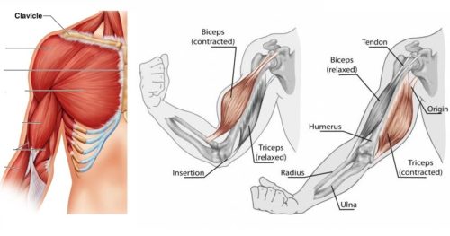 7 Reasons Why Your Muscles Stop Growing – How to Get Muscles to Grow Again