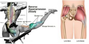 Reverse Hyperextension for Building Bigger Glutes