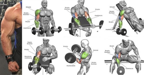 The Best Bicep Workout Program to Ensure the Biggest Biceps