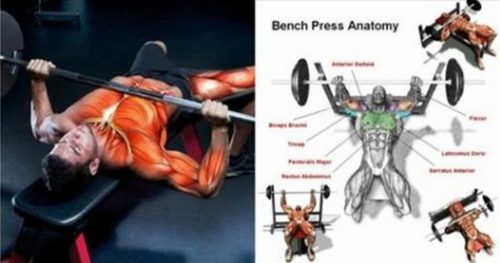Advanced Bench Press Program For Strength and Size