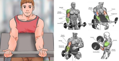 5 Easy Ways to Increase the Size of Your Biceps