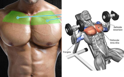 6 Tips And Guide For Building A Big Upper Chest