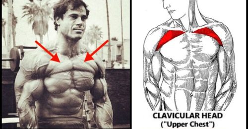 8 Tips for Building a Big Upper Chest
