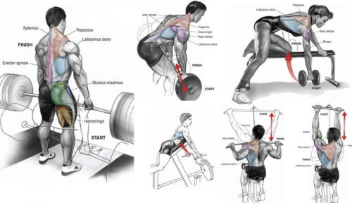 Back Workout Complete With 8 Exercises