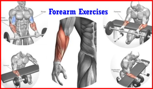 4 Top Forearm Exercise ( workout ) at gym