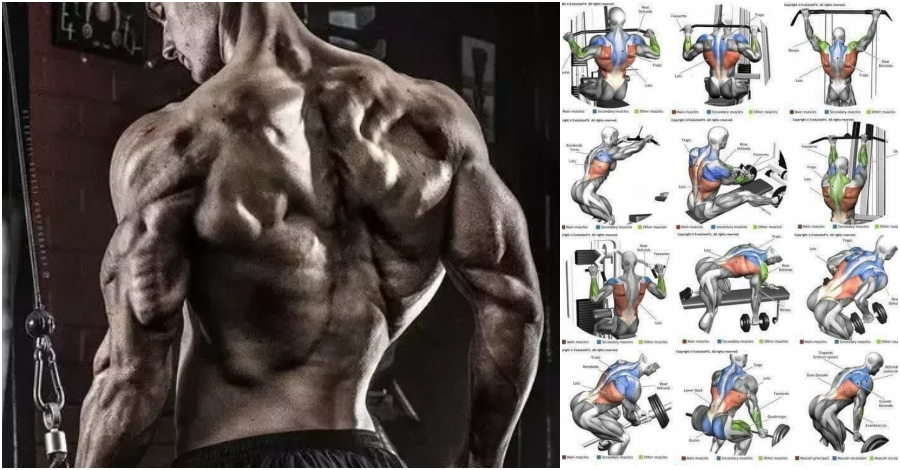 Top 10 The Best Muscle-Building Back Exercises! | Fitness Workouts ...